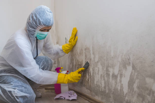 Best Kitchen Mold Remediation in Lucedale, MS