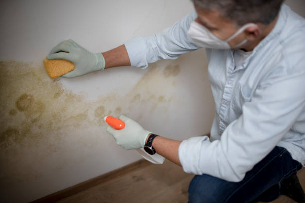Best Industrial Mold Remediation in Lucedale, MS