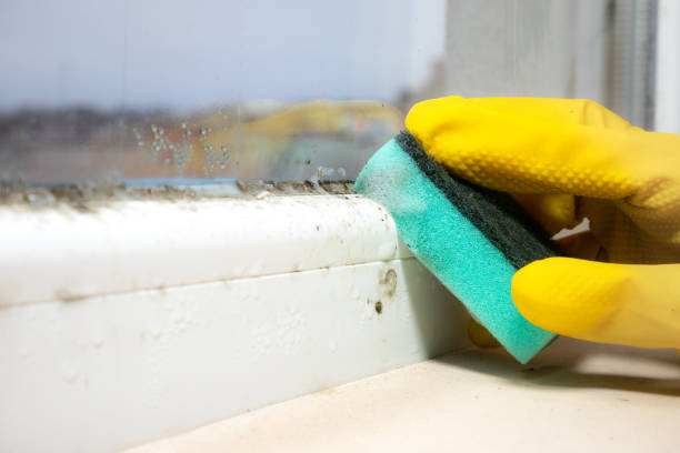 Best Health and Safety Mold Remediation in Lucedale, MS