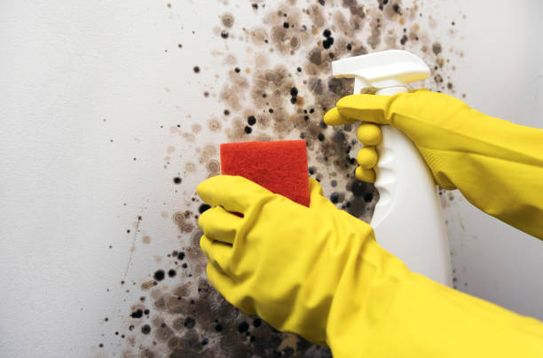 Best Emergency Mold Remediation in Lucedale, MS