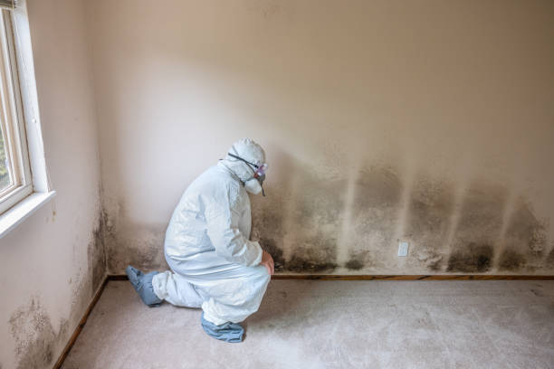 Lucedale, MS Mold Remediation Company